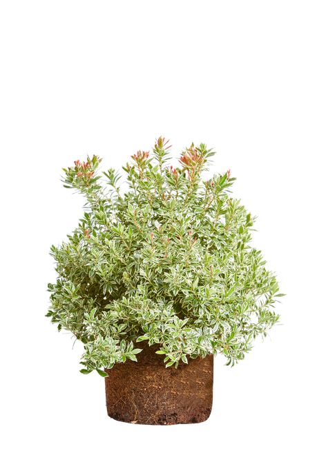 Pieris japonica 'little health'